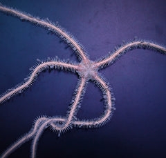 Ophiomastix annulosa
