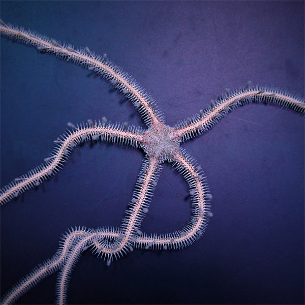 Ophiomastix annulosa