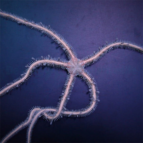 Ophiomastix annulosa