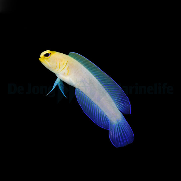 Opistognathus aurifrons