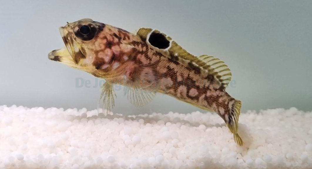 Opistognathus dendriticus