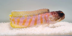 Opistognathus randalli