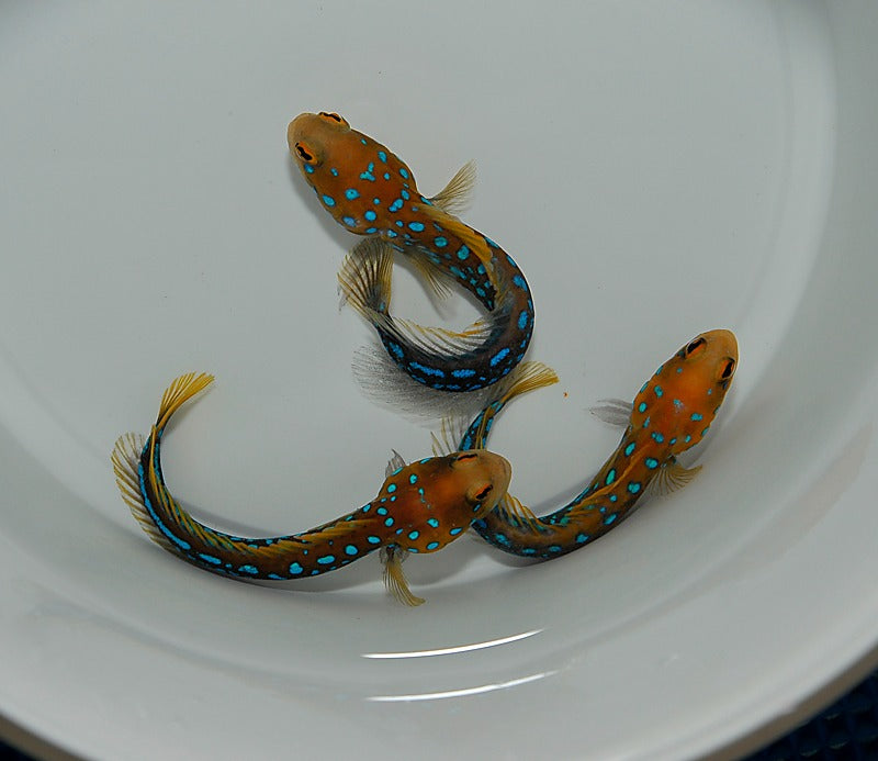 Opistognathus rosenblatti