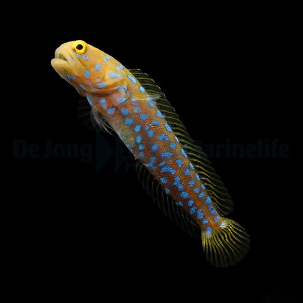 Opistognathus rosenblatti - DJM Bred