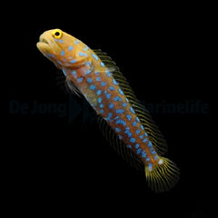 Opistognathus rosenblatti - DJM Bred