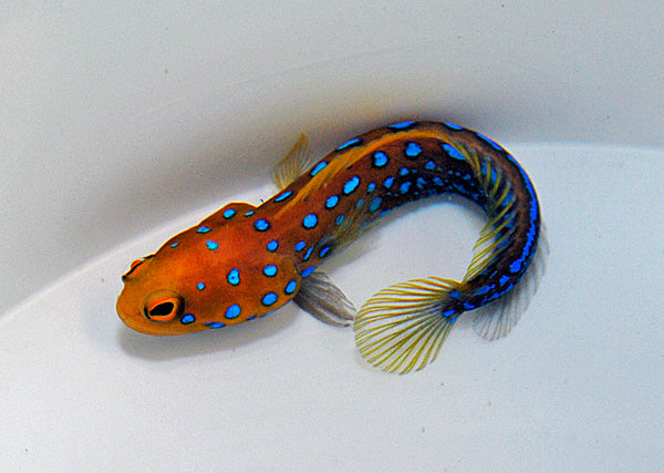 Opistognathus rosenblatti (Temperate water)