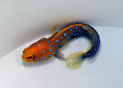 Opistognathus rosenblatti (Temperate water)