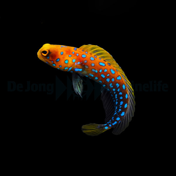 Opistognathus rosenblatti (Temperate water)