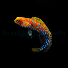 Opistognathus rosenblatti (Temperate water)