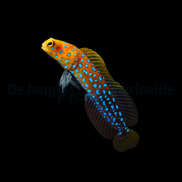 Opistognathus rosenblatti (Temperate water)