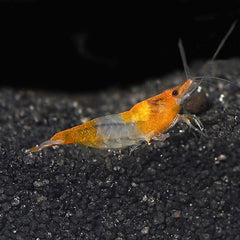 Neocaridina sp.   Orange rili shrimp
