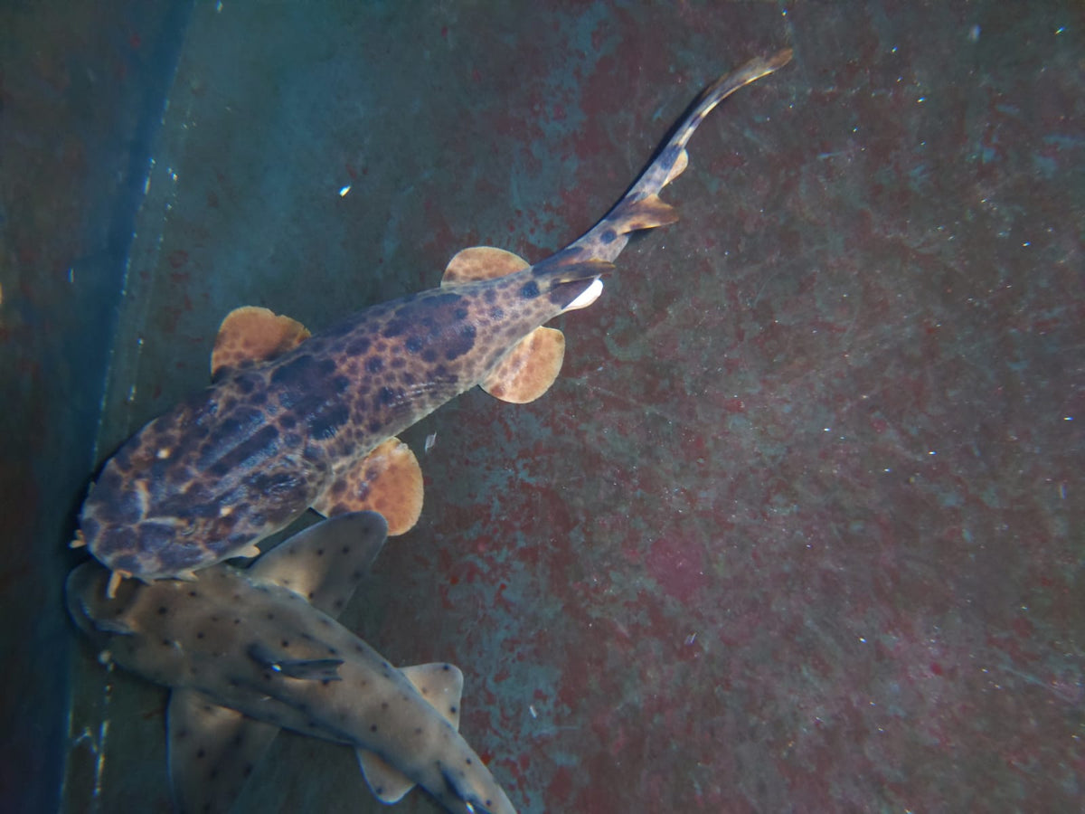 Orectolobus wardi