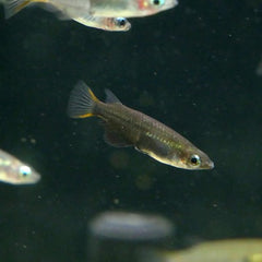 Oryzias soeroto