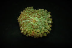 Rhodactis osculifera (Green) (per ear)