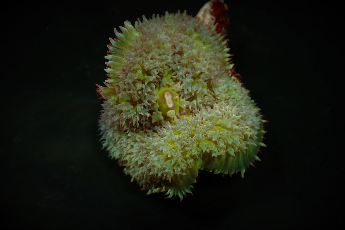 Rhodactis osculifera (Green) (per ear)