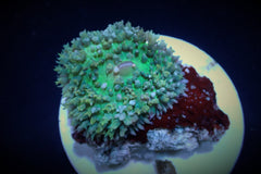 Rhodactis osculifera (Green) (per ear)