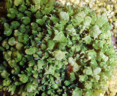 Rhodactis osculifera (Green) (per ear)
