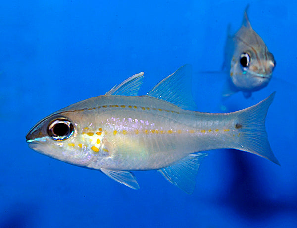 Ostorhinchus chrysopomus - T.B.