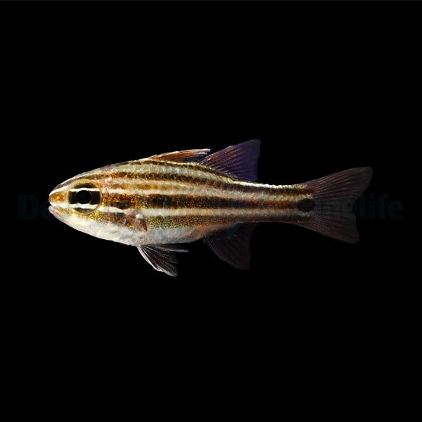 Ostorhinchus cookii
