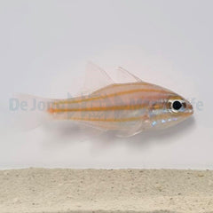 Ostorhinchus cyanosoma