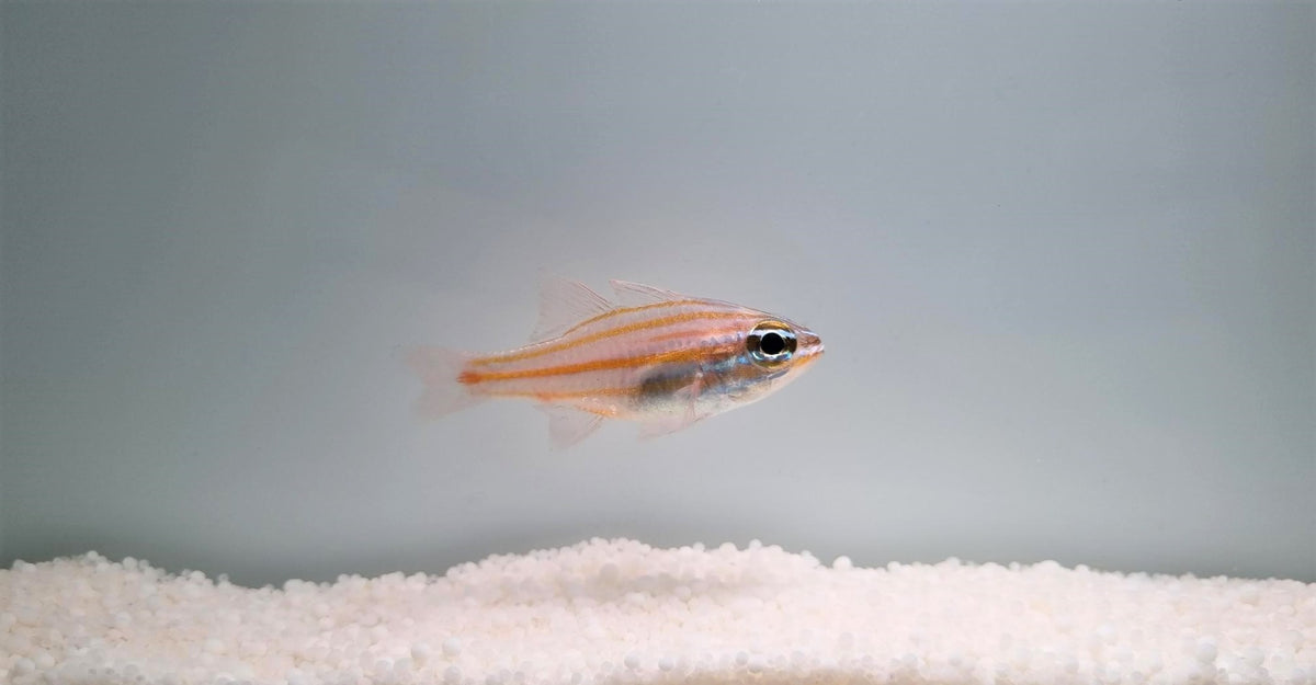 Ostorhinchus cyanosoma