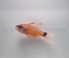 Ostorhinchus fleurieu