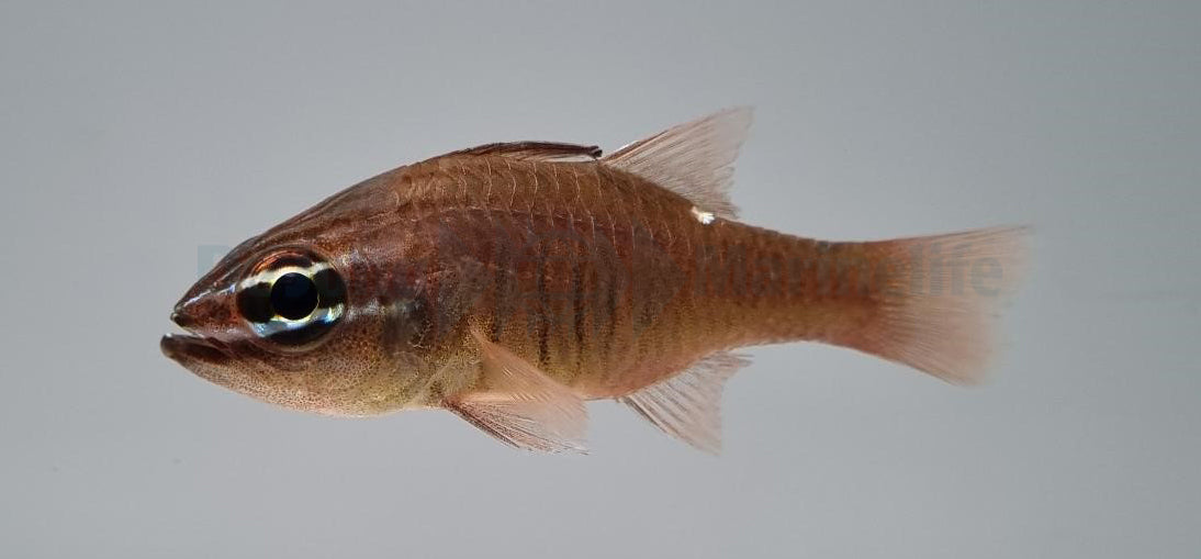 Ostorhinchus moluccensis
