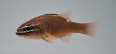 Ostorhinchus moluccensis