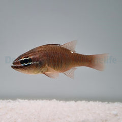 Ostorhinchus moluccensis