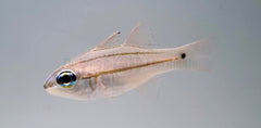 Ostorhinchus sealei