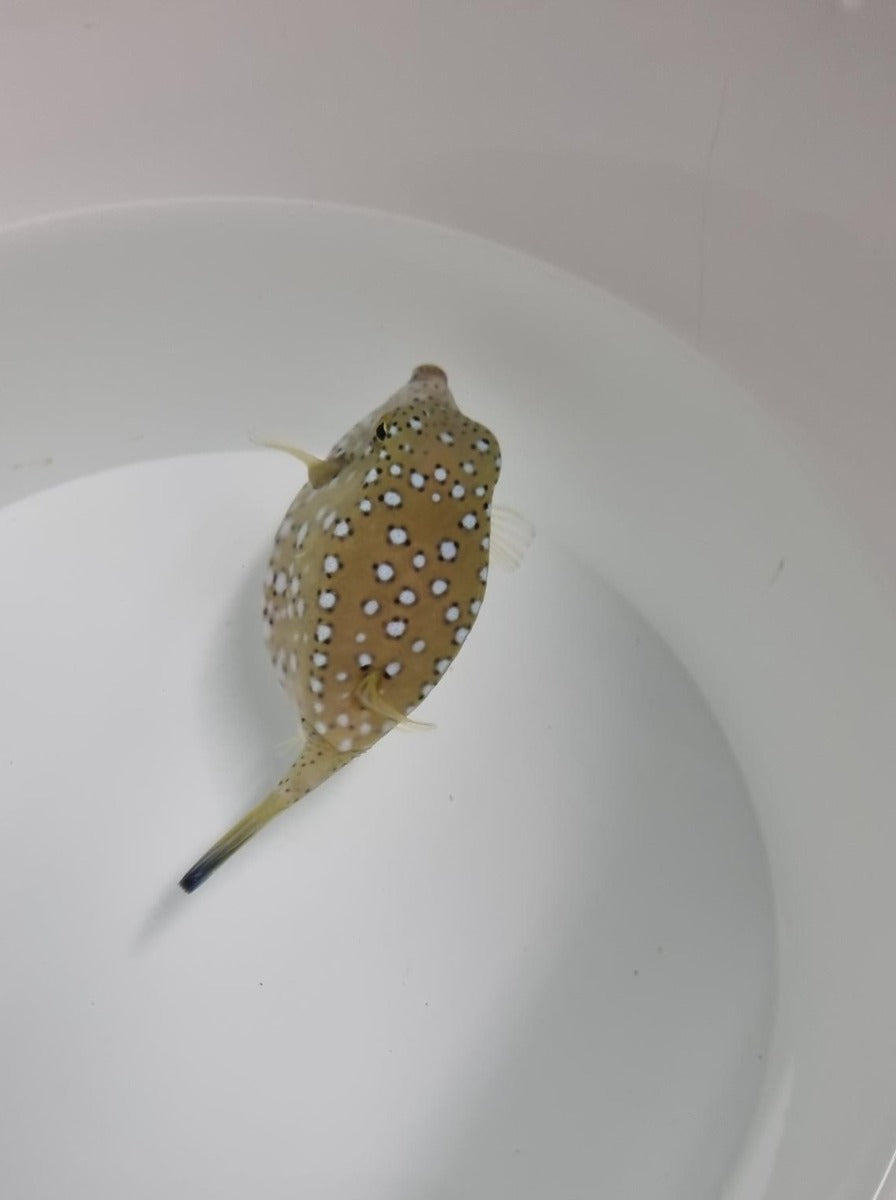 Ostracion cubicus