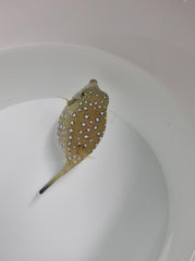 Ostracion cubicus