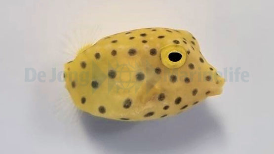Ostracion cubicus
