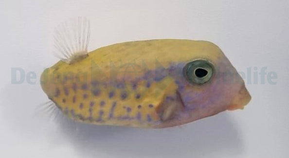 Ostracion cyanurus (Female)