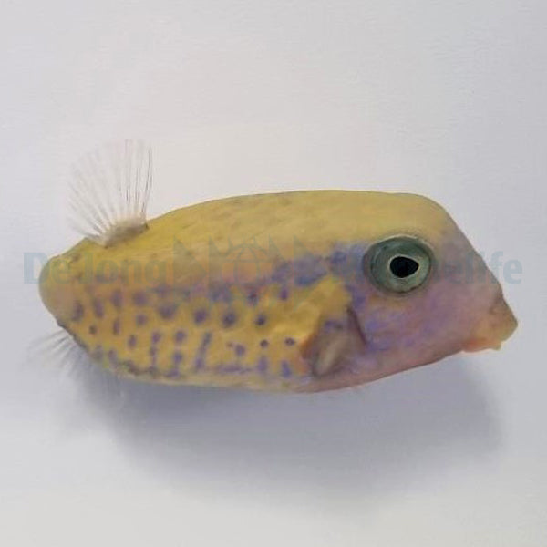 Ostracion cyanurus (female)