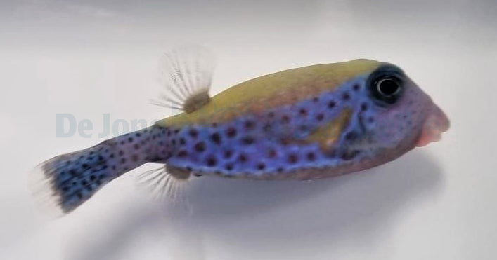 Ostracion cyanurus (Male)