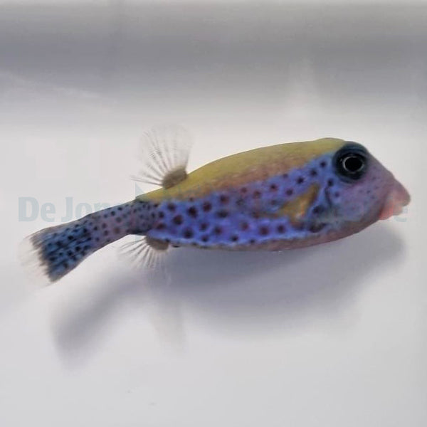 Ostracion cyanurus (Male)