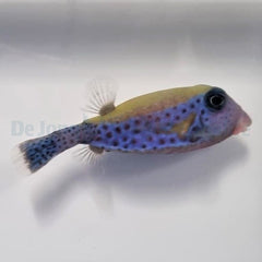 Ostracion cyanurus (male)