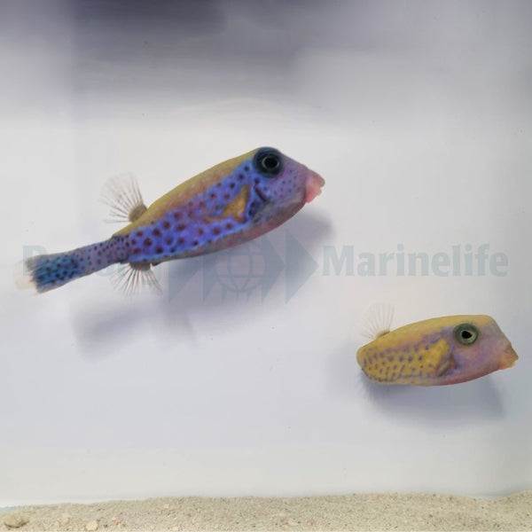 Ostracion cyanurus (Pair)