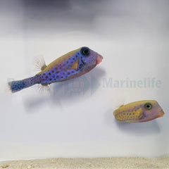 Ostracion cyanurus (Pair)