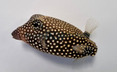 Ostracion meleagris (female)