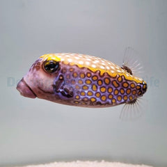 Ostracion meleagris (male)