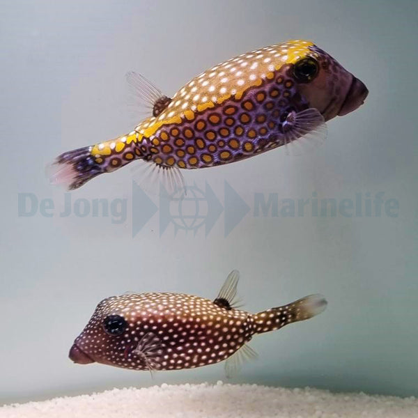 Ostracion meleagris (pair)
