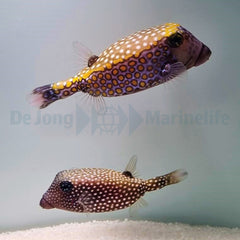 Ostracion meleagris (pair)