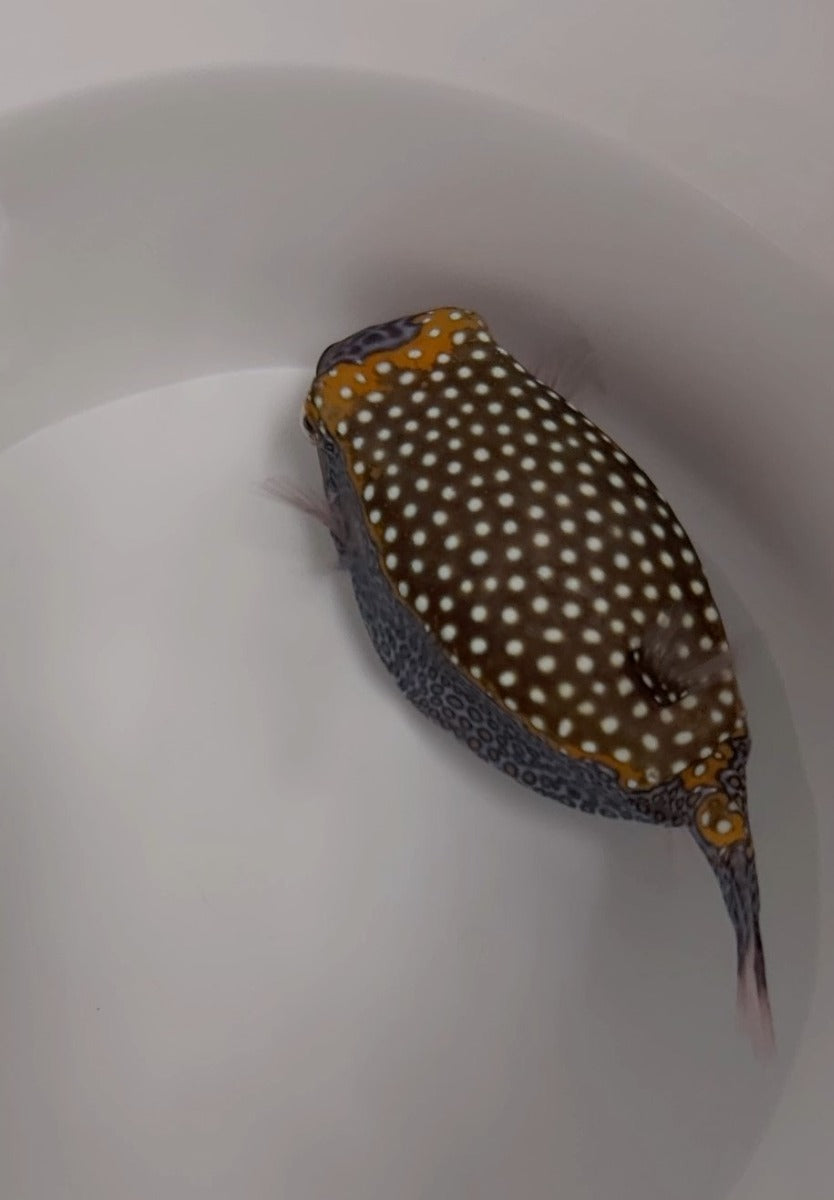 Ostracion meleagris (male)