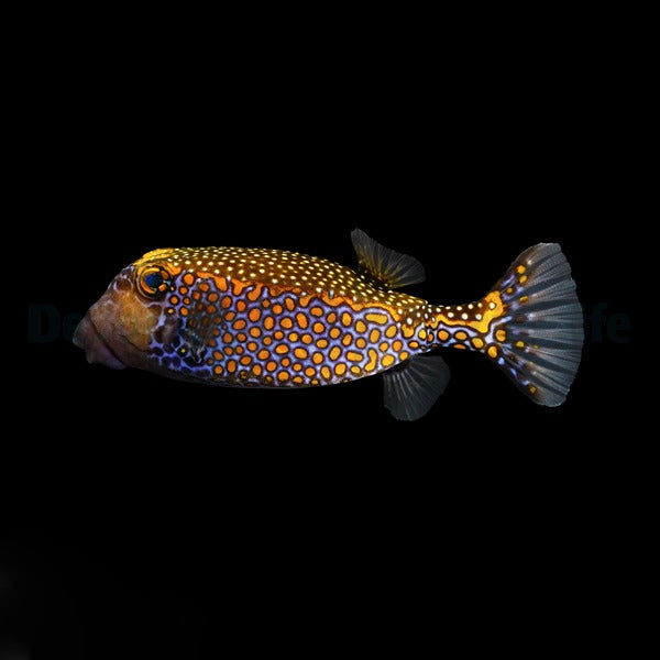 Ostracion meleagris (male)