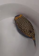 Ostracion meleagris (male)