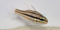 Ostorhinchus cookii