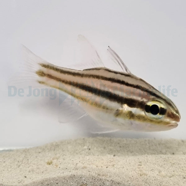 Ostorhinchus cookii
