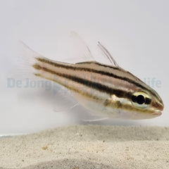 Ostorhinchus cookii